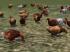 Kinematisch animierte Hühner ab EEP im EEP-Shop kaufen Bild 6