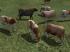 Kinematisch animierte Kühe ab EEP 9 im EEP-Shop kaufen Bild 6