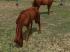 Kinematisch animierte Pferde ab EEP im EEP-Shop kaufen Bild 6