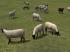 Kinematisch animierte Schafe ab EEP im EEP-Shop kaufen