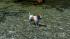 Hunde-Set - Jack Russel Terrier im EEP-Shop kaufen