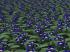 Blumen, K�bel, Beete und Hecken im EEP-Shop kaufen