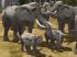 Elefanten im EEP-Shop kaufen