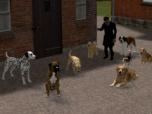 Hunde Set 2 - Gemischt