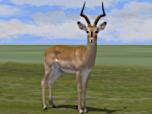 Savannentiere - Set 1