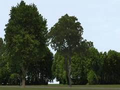 Sommerbäume und -büsche (RE1433 )