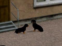  Hunde Set 1 � Dackel im EEP-Shop kaufen