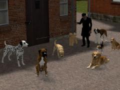 Hunde Set 2 - Gemischt