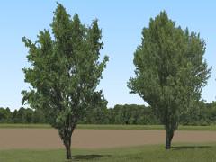 Sommerbäume und Baumkulissen