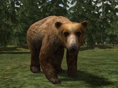 Kinematisch animierte Braunbären für den Einsatz als Omegas und Rollmaterial (V11NSM20052 )