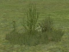 Kombinationen aus Gras, Kraut und Büsche (V13NRE10200 )