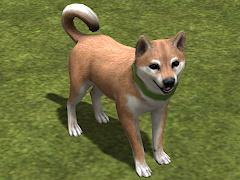 Hunde-Set - Akita Inu