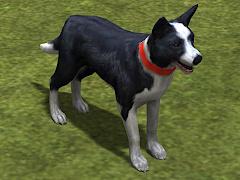 Hunde-Set - Border Collie