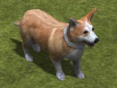 Hunde-Set - Corgi