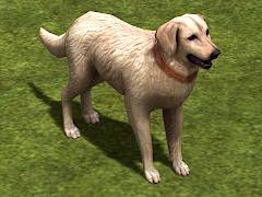 Hunde-Set - Golden Retriever (V14NMS70063 )