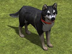 Hunde-Set - Husky