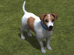 Hunde-Set - Jack Russel Terrier