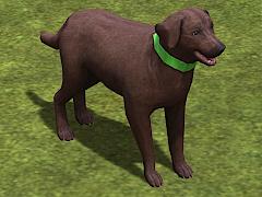 Hunde-Set - Labrador