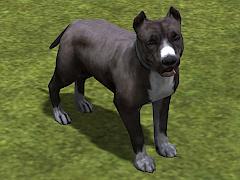 Hunde-Set - Pitbull