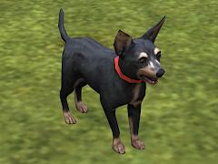 Hunde-Set - English Toy Terrier (V14NMS70070 )
