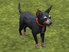  Hunde-Set - English Toy Terrier im EEP-Shop kaufen