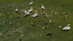 Vogel-Sparset, animierte Vgel mit Nistksten und Vogelfutterhaus