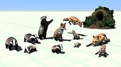 Wo sich Fuchs und Dachs Gute Nacht sagen (V15NMJ20003 )