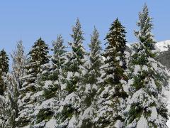 Winterliche Nadelbäume (V80NRE10126 )