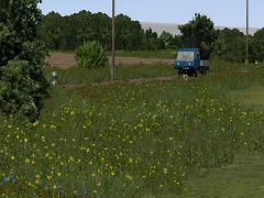 Gräser mit Mohn und Blumen (V80NRE10134 )