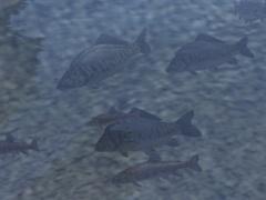 Kinematisch animierte Fische und Erpel ab EEP 9.1 (V90NSP10013 )
