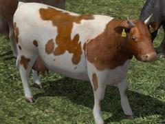 Kinematisch animierte Kühe ab EEP 9.1 (V90NSP10018 )